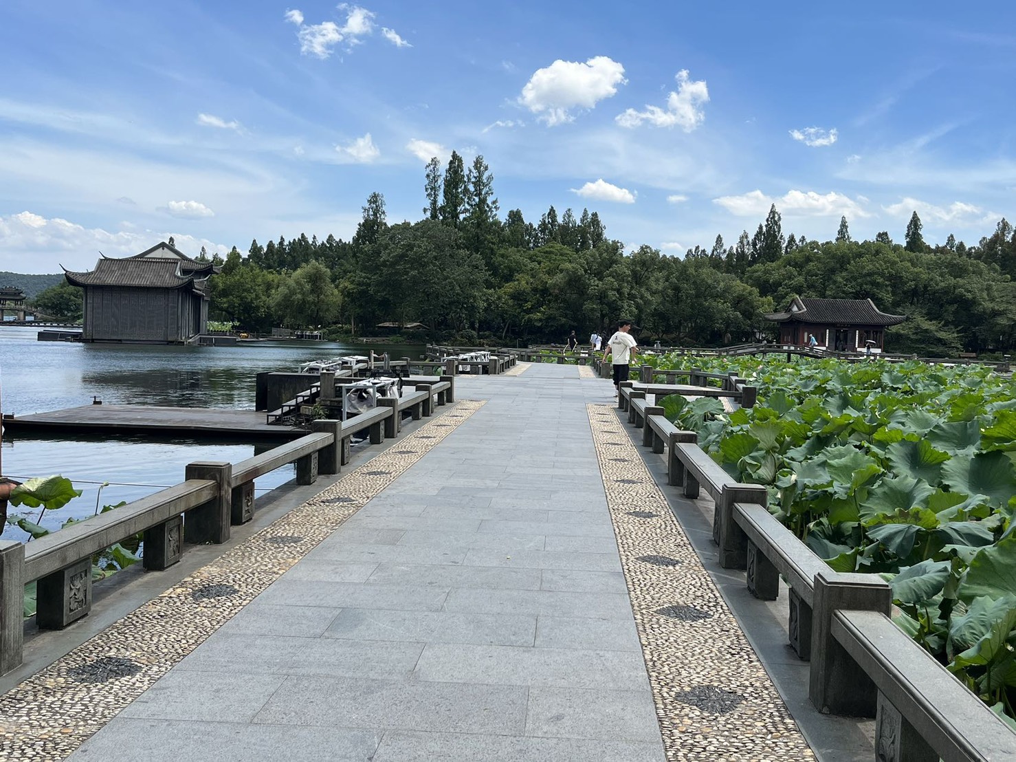 蓮の群生のあいだを抜ける西湖の石畳の橋