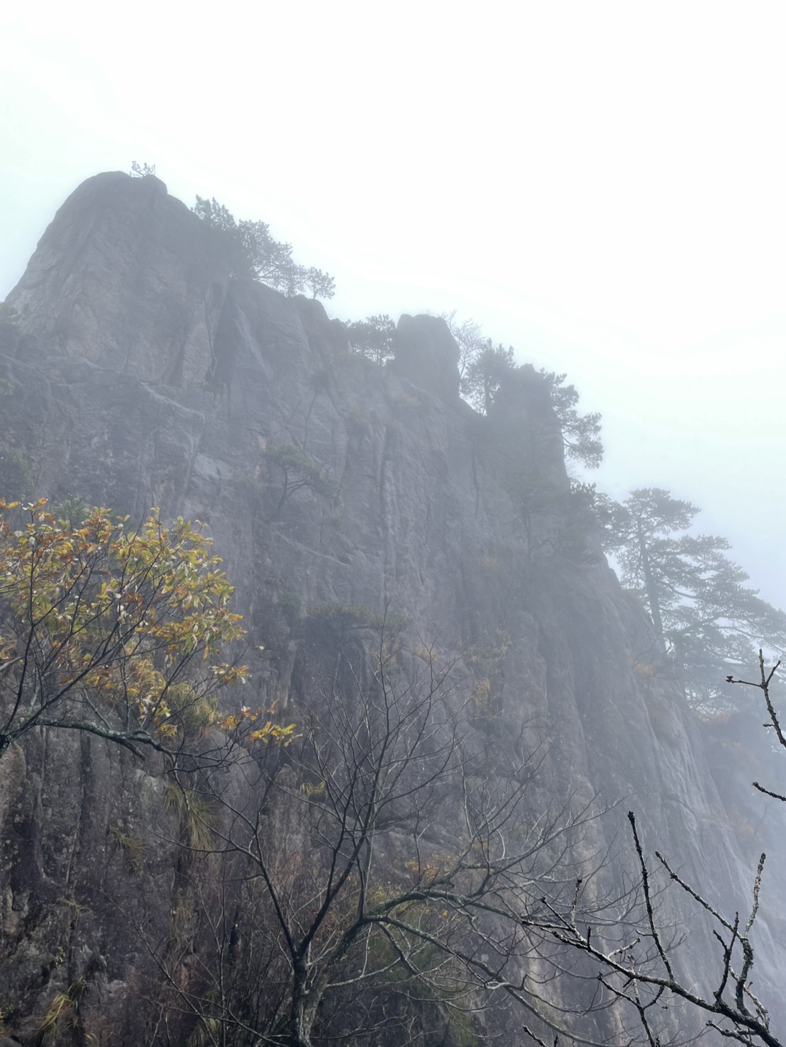 紅葉しかけた木々の奥にそびえる、松が生えた黄山の岩壁