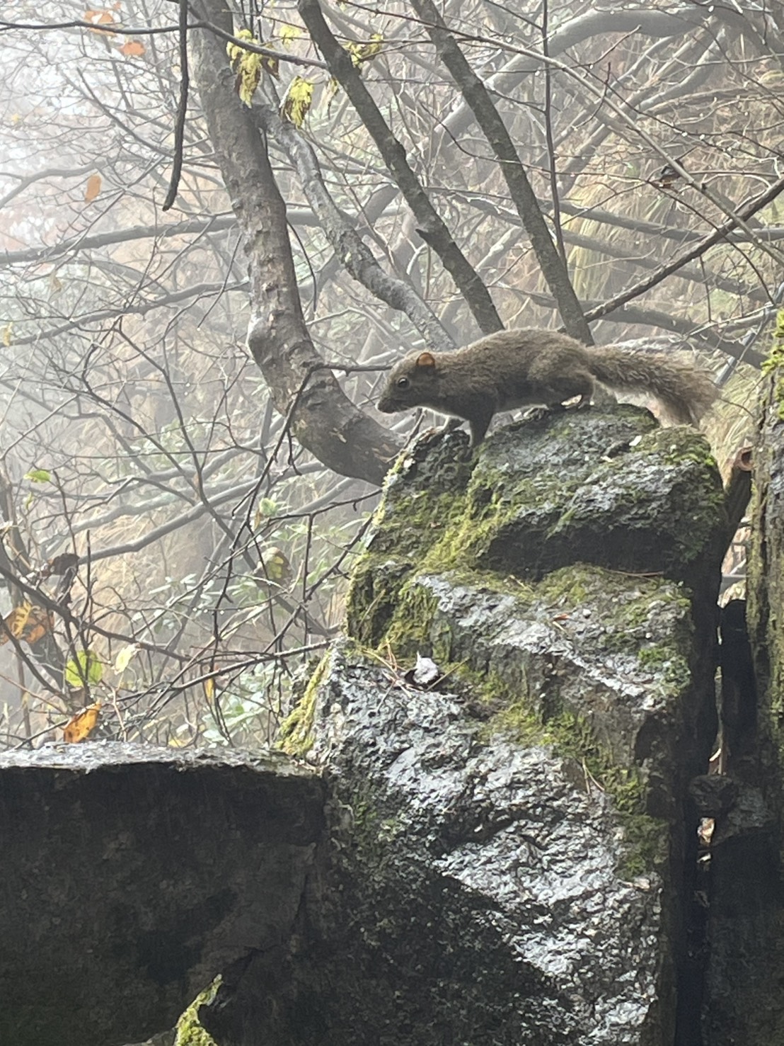 苔むした濡れた岩の上にいる黄山のリス