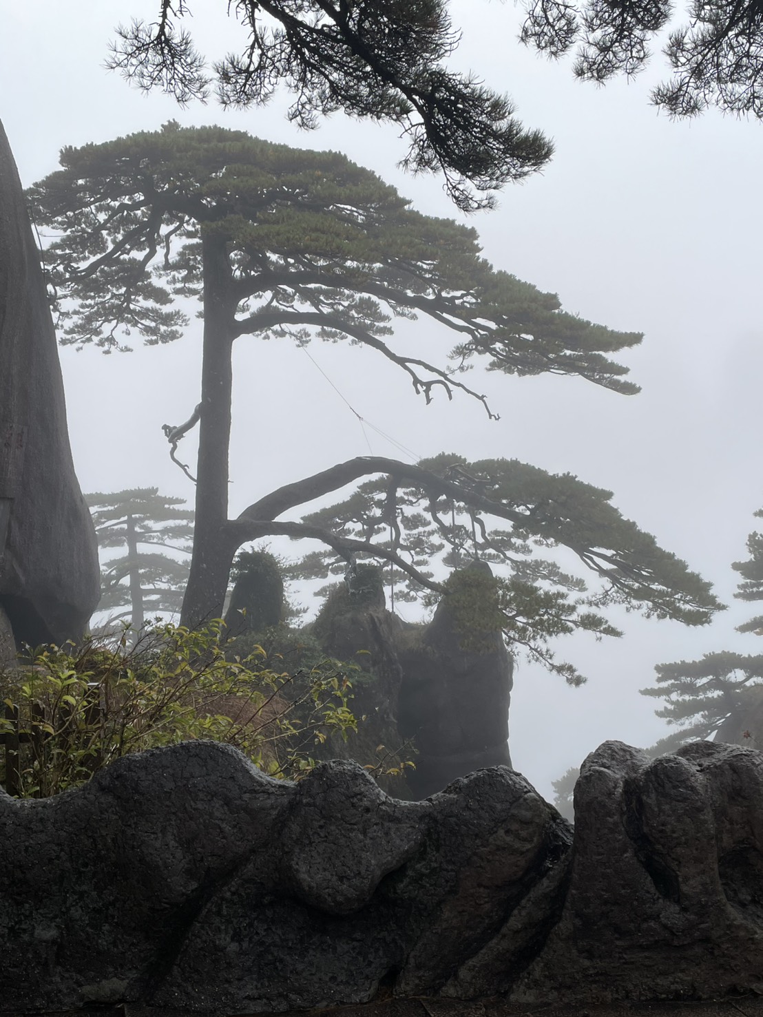 霧の中に枝を大きく広げる黄山のシンボル迎客松